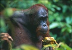 Happy Orangutan 